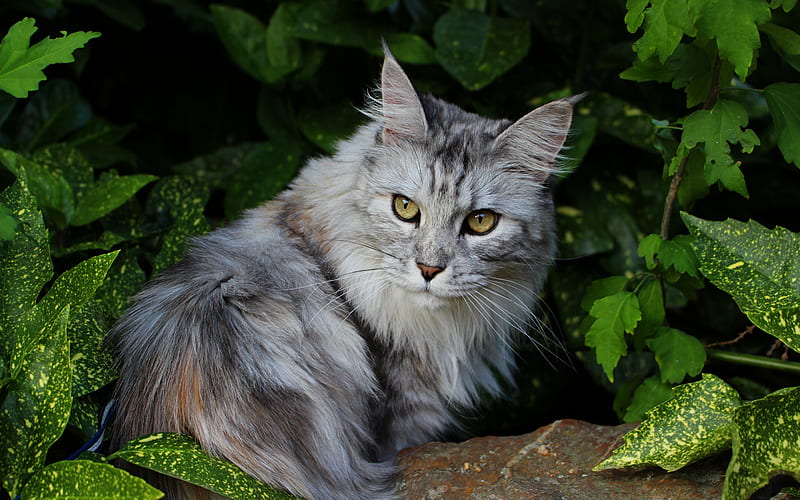 maine coon, gray furry cat, green bush, green leaves, cute animals, pets, cats, HD wallpaper