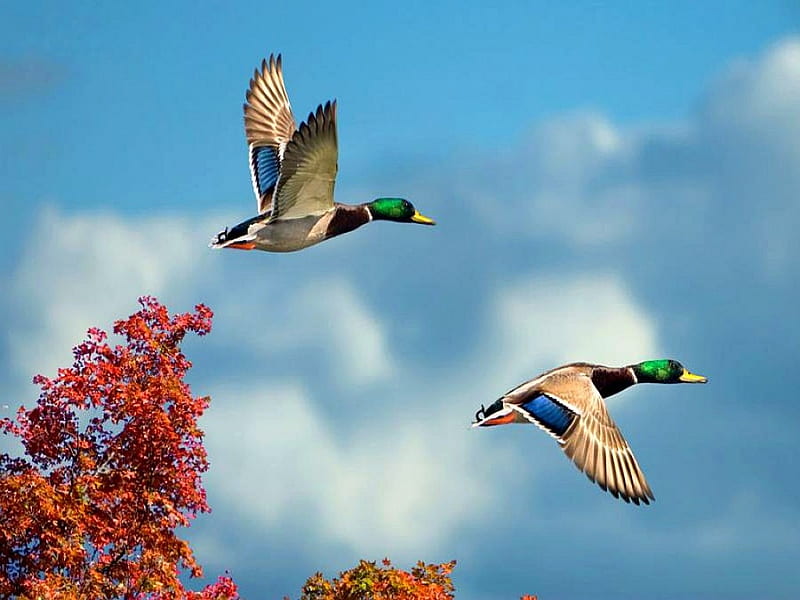 Two Goose Back Home, flying, birds, goose, trees, clouds, sky, animal, HD wallpaper
