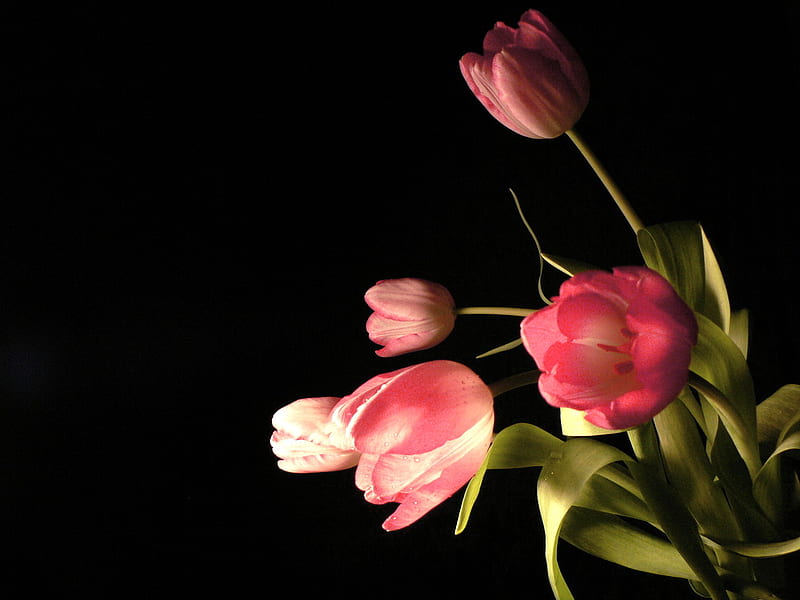 Reach, red and white, black background, tulips, light, HD wallpaper
