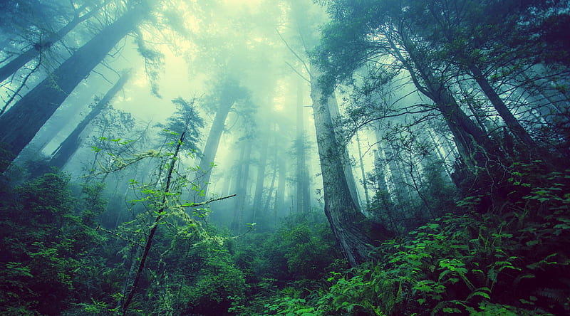 Foggy Forest Ultra, Nature, Forests, Trees, Forest, Foggy, HD wallpaper