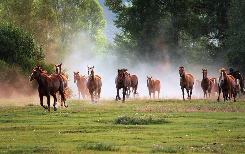 Running Horses, grass, bonito, trees, horses, green, running, nature, forests, animals, HD wallpaper