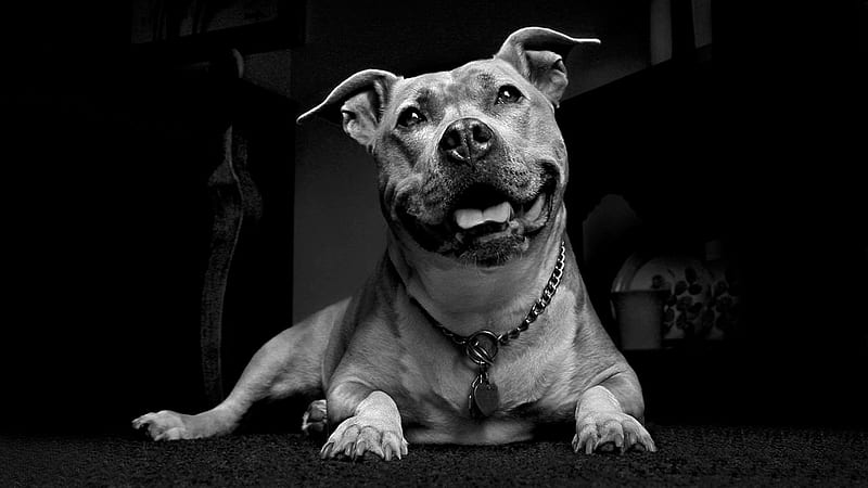 Always Happy to See You, best friend, powerful, friend, companion, black and white, playful, loyal, bonito, pit bull, canine, animal, sweet, graphy, excited, friendship, beauty, gorgeous, dog, cunning, bull dog, fun, guardian, smart, happy, bond, strong, funny, hop, HD wallpaper