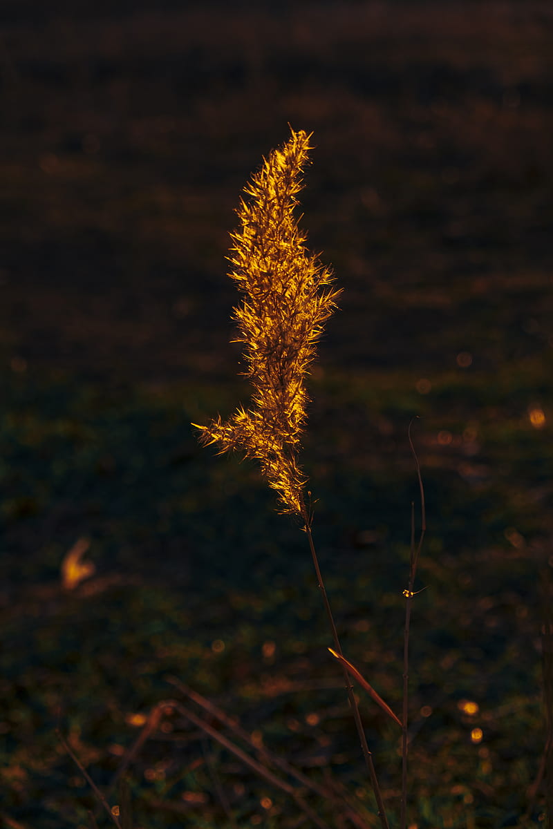 Brown plant in close up graphy, HD phone wallpaper | Peakpx