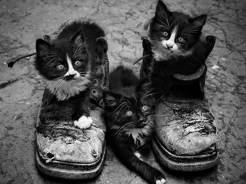 PALS, cute, graphy, bw, funny, cats, animals, HD wallpaper