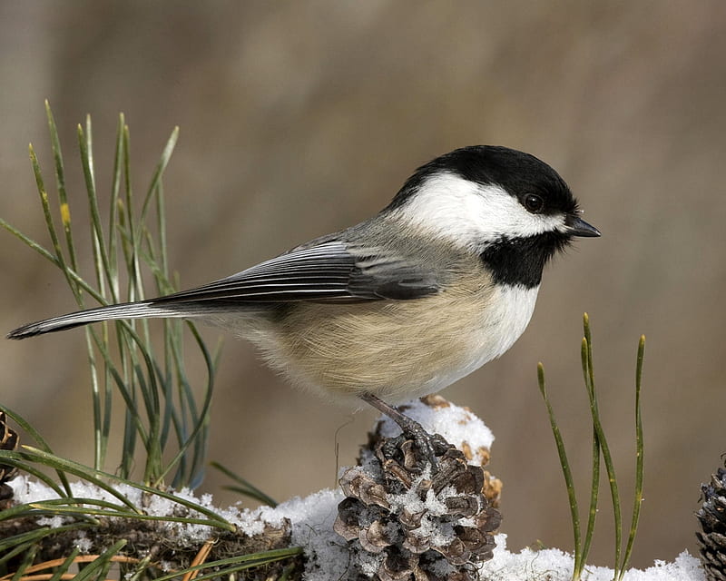 Chickadee, snow, songbird, bird, winter, HD wallpaper | Peakpx