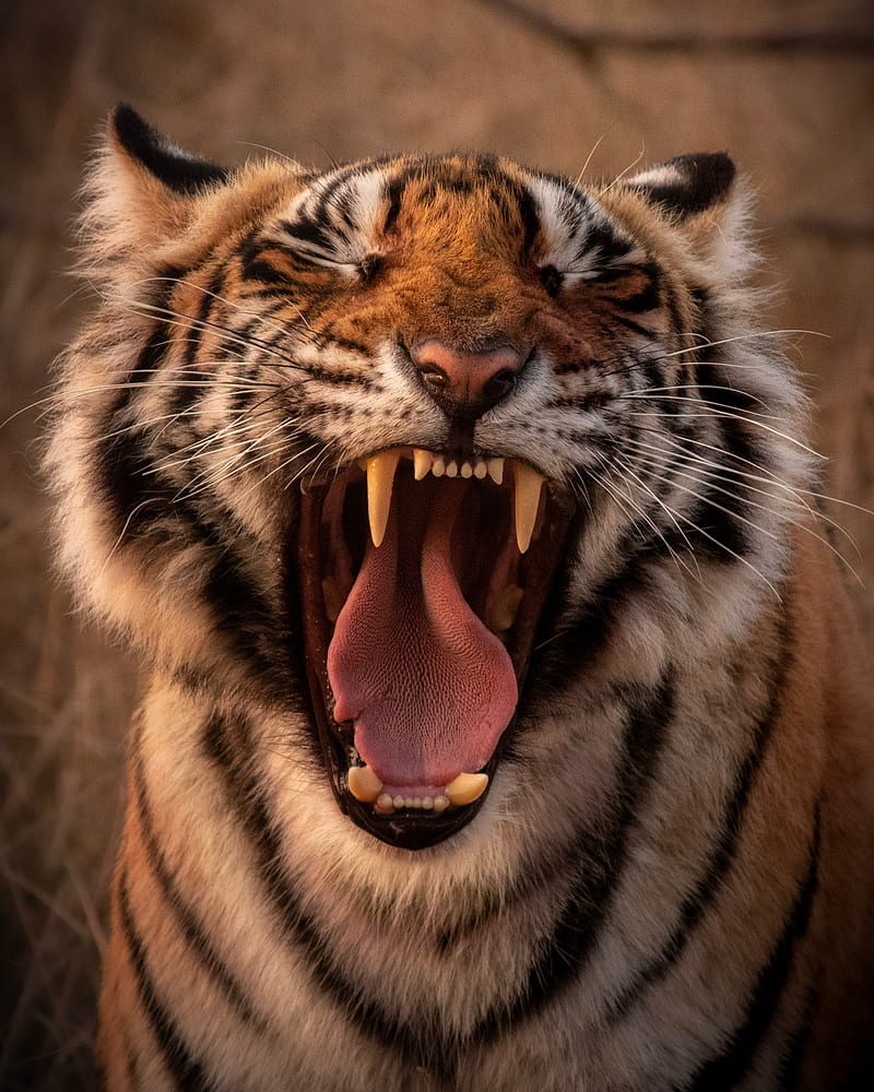 tiger, predator, animal, yawn, protruding tongue, HD phone wallpaper