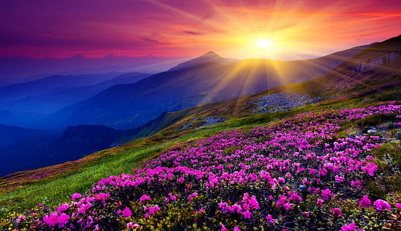 Mountain sunset, colorful, amazing, glow, lovely, grass, bonito, sunset, sky, valley, sundown, paradise, rays, wildflowers, slope, nature, sunrise, HD wallpaper