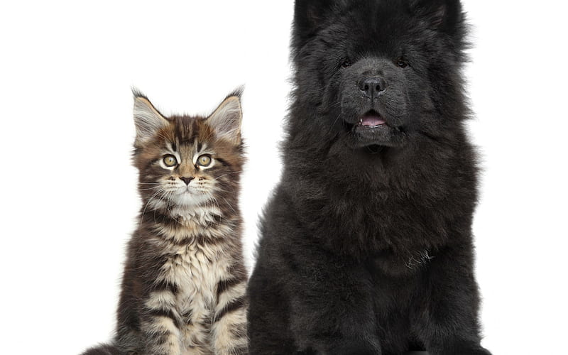 chow chow, black puppy, maine coon, small gray kitten, cats, dogs, friends, kitten and puppy, cat and dog, friendship concepts, HD wallpaper