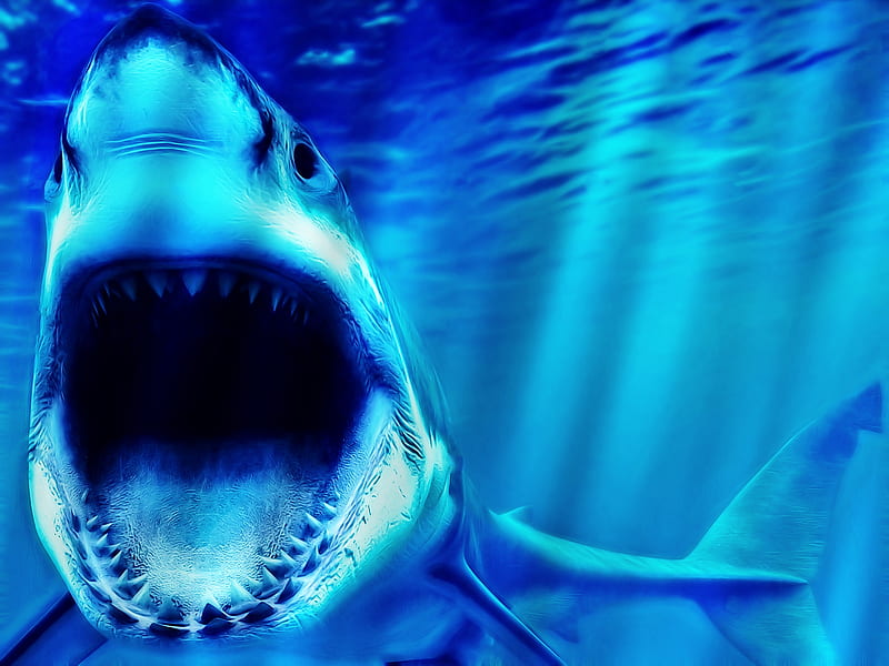 shark, jaw, animal, teeth, HD wallpaper