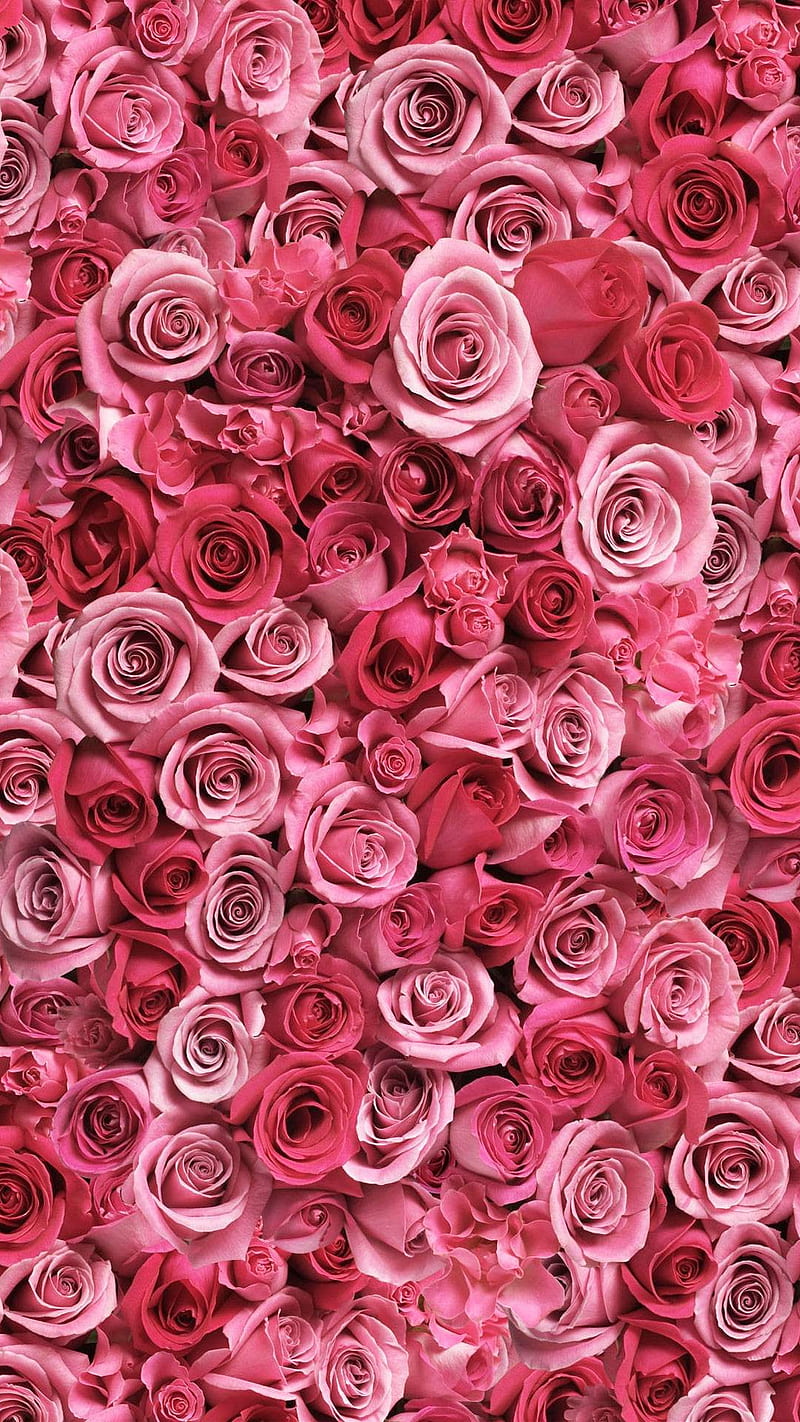 Rose, flower, flowers, romance, roses, valentine, valentines day, HD phone wallpaper