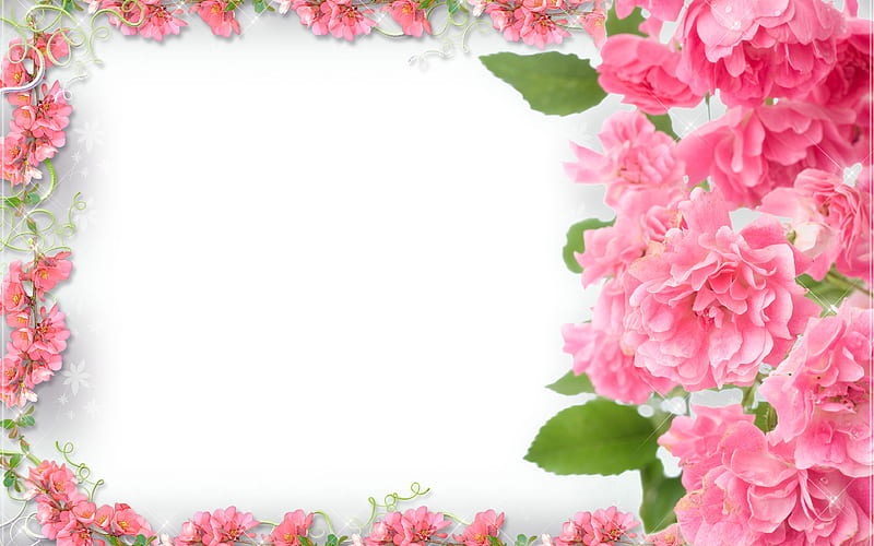 pink flowers frame floral concepts, floral frames, white backgrounds, pink flowers, HD wallpaper