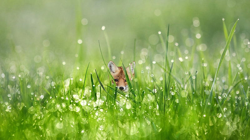 Baby Fox and Dew Drops, grass, dew, drops, baby fox, morning dew, kit, green, fox, water drops, morning, dew drops, field, HD wallpaper