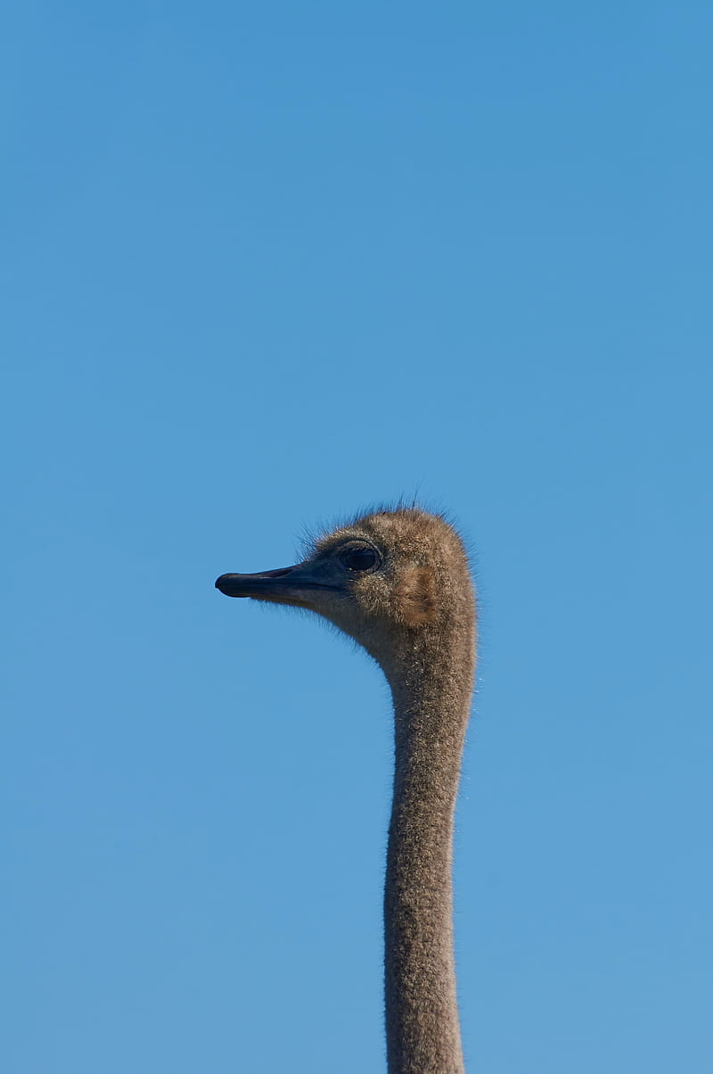ostrich, bird, neck, sky, HD phone wallpaper