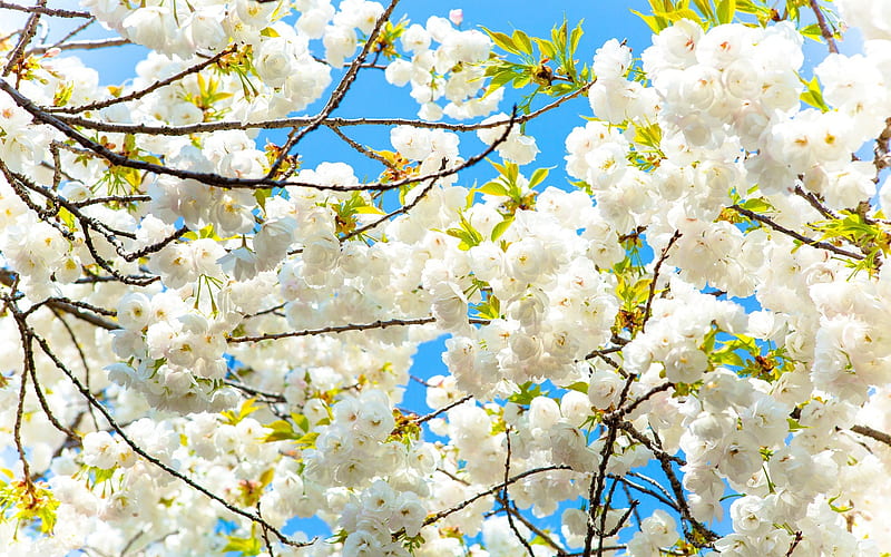 apple blossom, spring, blue sky, cherry blossom, spring bloom, HD wallpaper