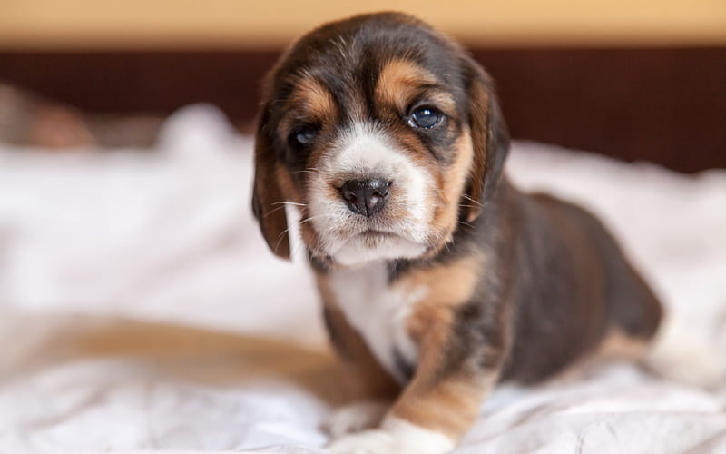 Beagle, small puppy, cute little animals, brown puppy, small dog, HD wallpaper