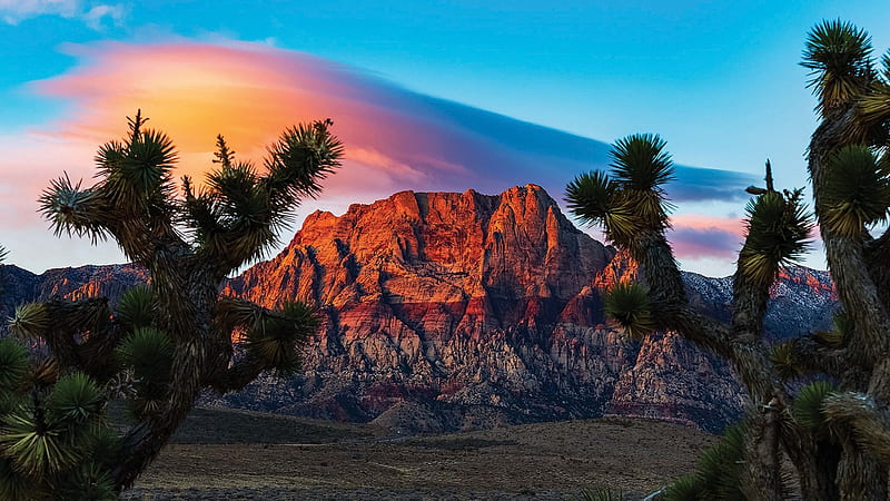 Red Rock Canyon, Nevada, joshua, colors, desert, trees, sky, usa, sunset, cloud, landscape, HD wallpaper
