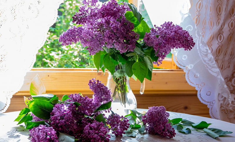 * Lilac *, lilac, aromatic, sunny day, window, spring, HD wallpaper