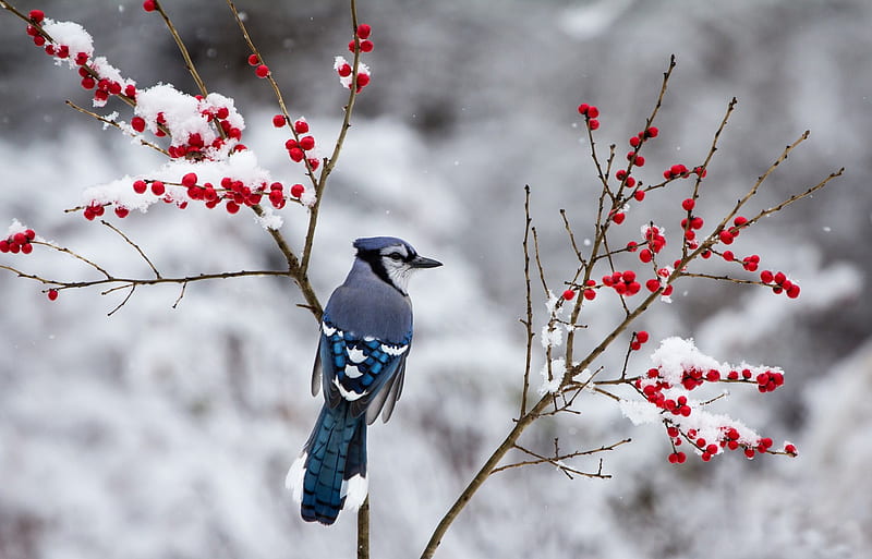 Blue Jay, bird, berries, snow, branches, winter, HD wallpaper