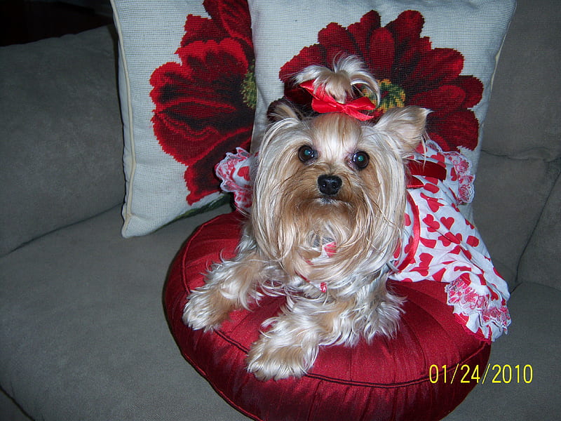 Chanel's Valentine Dress, yorkie, yorkshire terrier, flowers, valentine, animals, dog, HD wallpaper