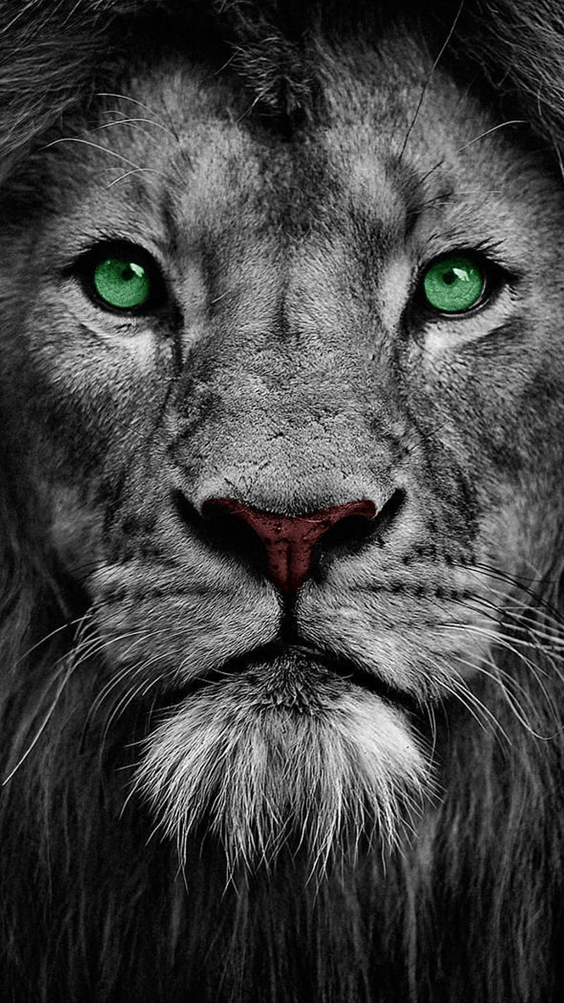 HD lion black and white wallpapers | Peakpx