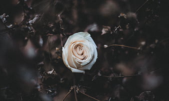 Old fashioned rose, ivory rose, white rose, rose, HD wallpaper