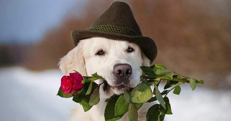 For you!, red, rose, caine, valentine, animal, winter, hat, cute, flower, funny, dog, HD wallpaper
