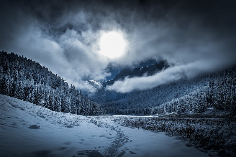 Dramatic Winter Twilight in Forest, HD wallpaper