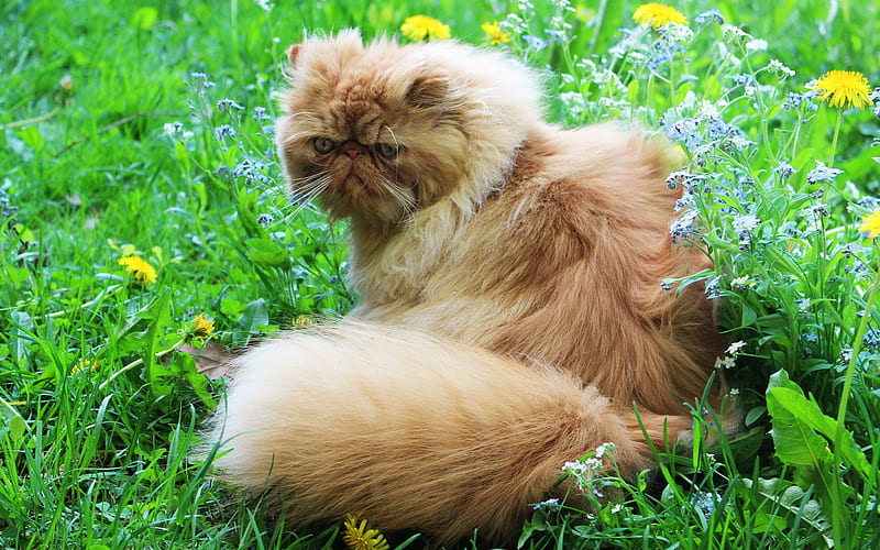 Persian cat, big ginger cat, green grass, pets, funny fluffy cat, wild flowers, cats, HD wallpaper