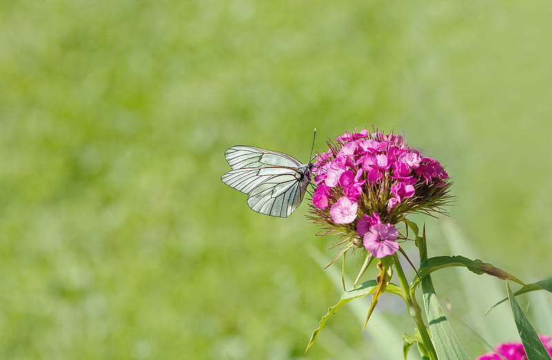 White Brown Butterfly Perched on Pink Flower, HD wallpaper