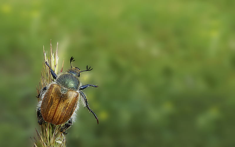 Beetle, insect, wings, macro, HD wallpaper