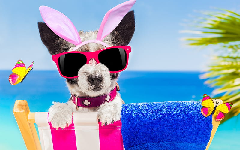 :), paw, ears, easter, sunglasses, beach, butterfly, summer, bunny, funny, pink, puppy, dog, blue, HD wallpaper