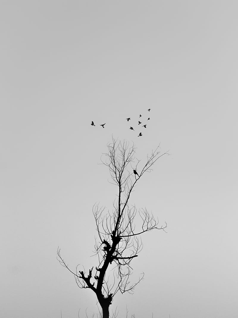 tree, branches, birds, minimalism, bw, HD phone wallpaper