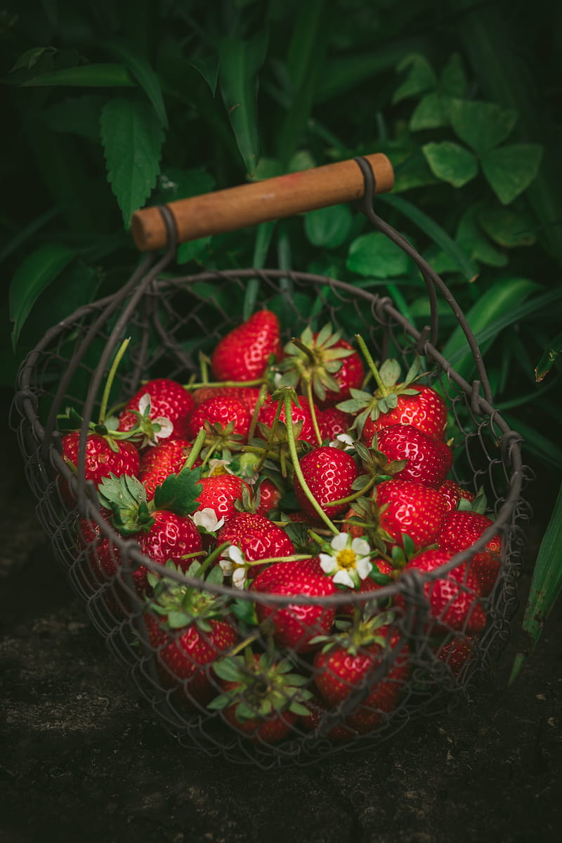 strawberry, berries, basket, red, fresh, ripe, HD phone wallpaper