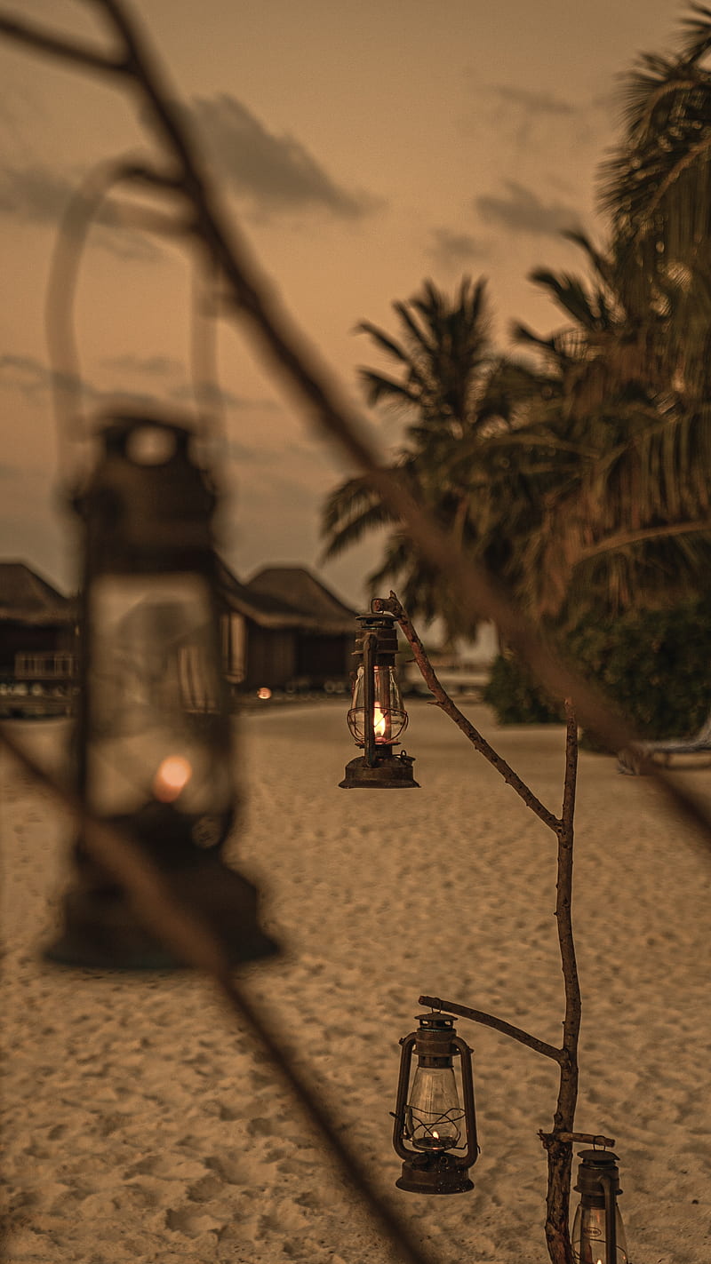 Lanterns, branches, dusk, resort, sand beach coconut palm tree yellow dark resort maldives romantic dramatic ultra high quality trending popular , sandy, sunset, tree, HD phone wallpaper