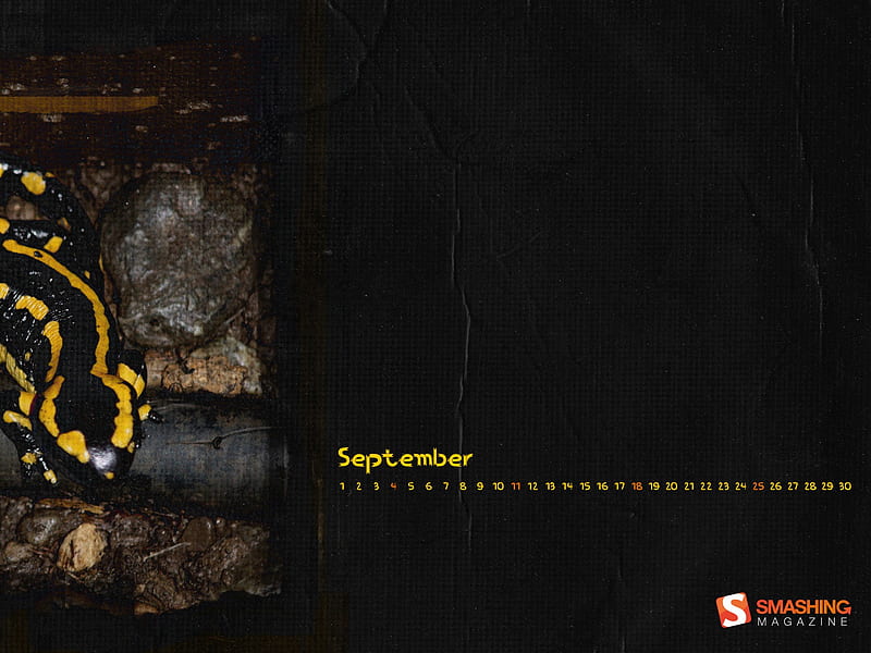 Salamander-September 2011-Calendar, HD wallpaper