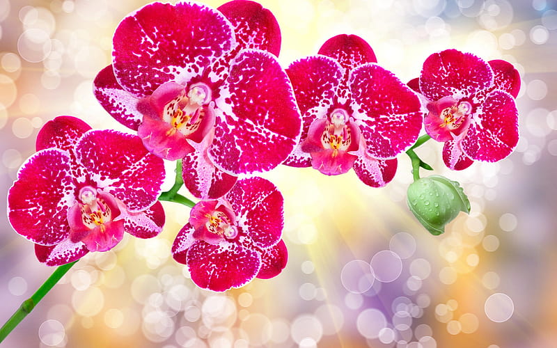 pink orchids, tropical flowers, a branch of an orchid, beautiful flowers, orchids, HD wallpaper