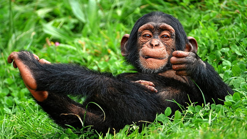 Chimpanzee, Wildlife, Animal, Primate, HD wallpaper