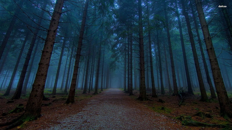 Path in Dark Forest, nature, forests, road, trees, HD wallpaper