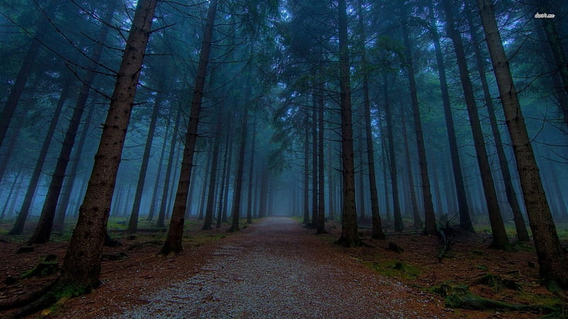 spooky forest path