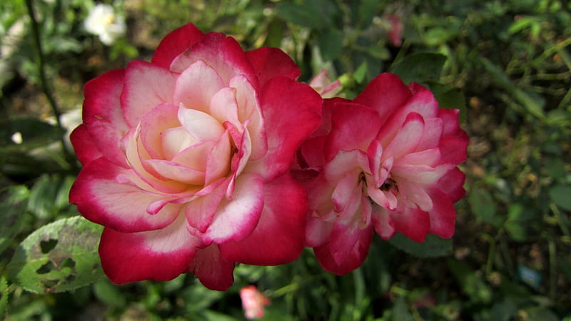 Beautiful rose, bonito, red, flowers, rose, HD wallpaper | Peakpx