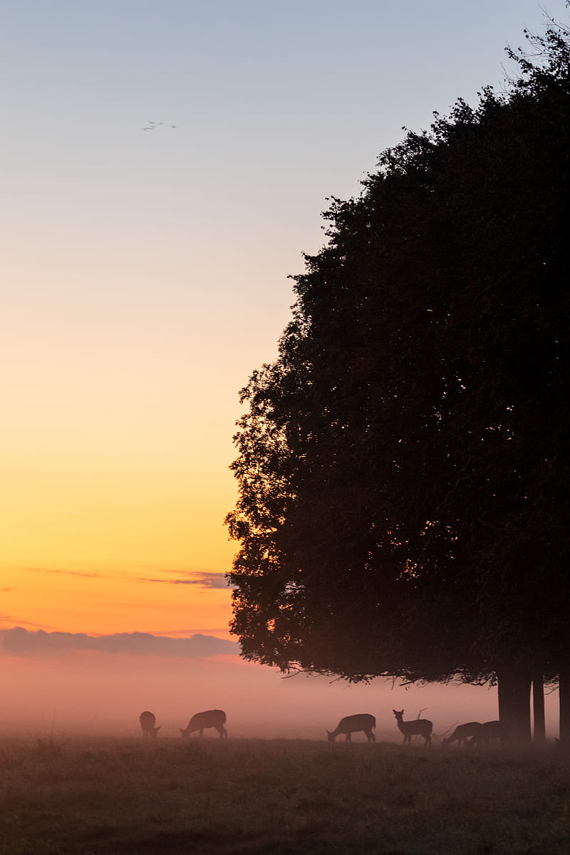 deer, tree, fog, dusk, wildlife, HD phone wallpaper