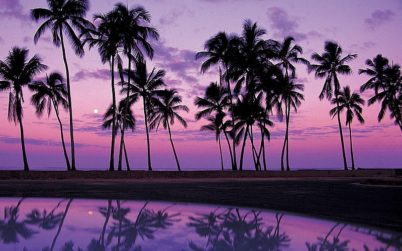 Oahu-Sunset in the palm tree, HD wallpaper