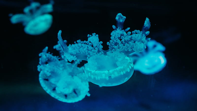 Blue Jelly Fishes Underwater Animals, HD wallpaper
