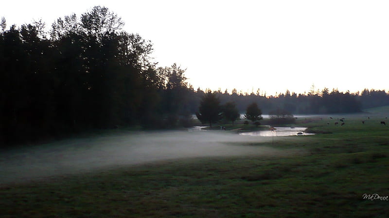 Fog in the Pasture in Northwest Washington, fall, autumn, washington, firefox persona, sunset, trees, pond, farm, cattle, pasture, field, HD wallpaper