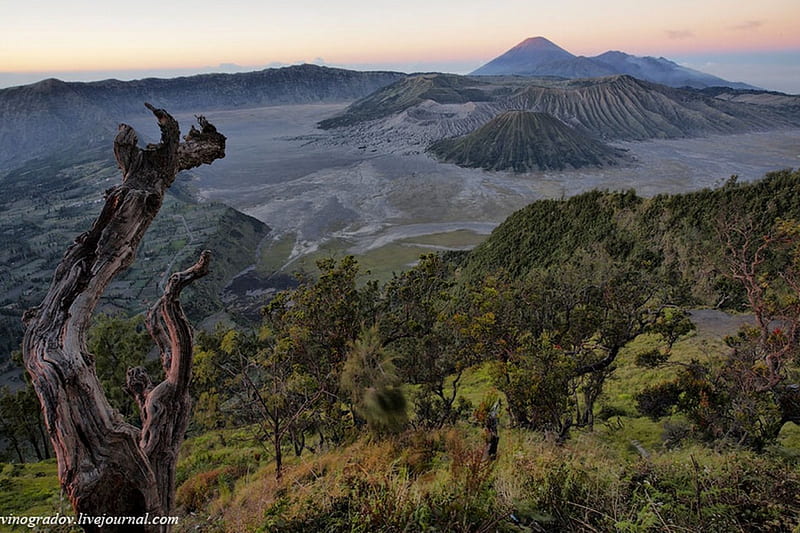 mount bromo, indonesia, mountain, forest, nature, cool, HD wallpaper