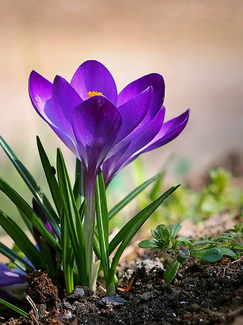 crocus, flower, purple, spring, HD phone wallpaper
