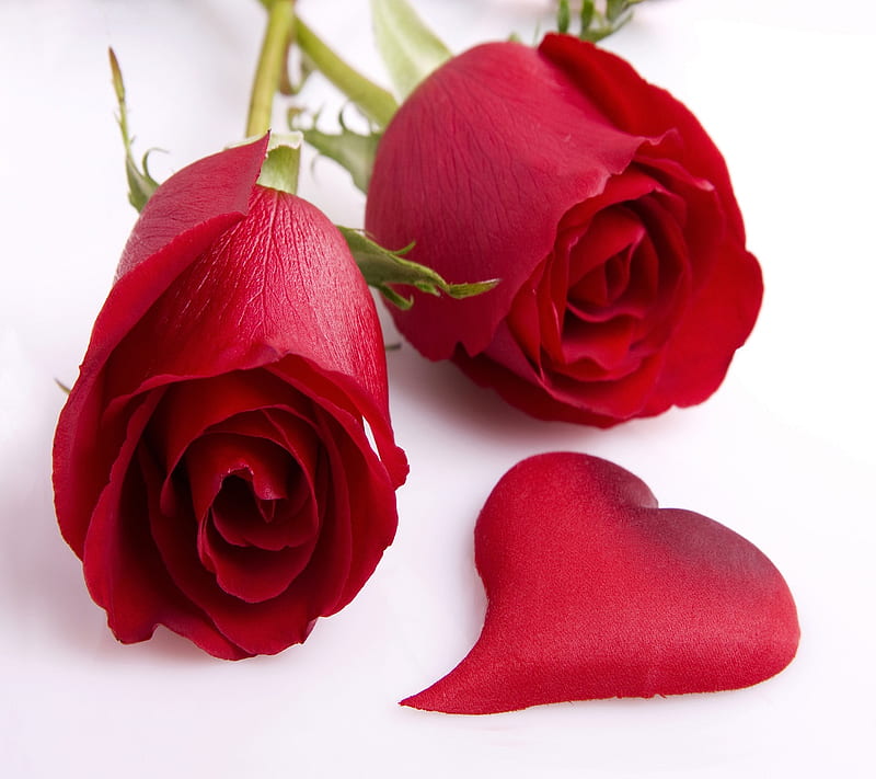 Love Rose, flowers, heart, red rose, HD wallpaper | Peakpx