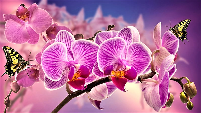 ❤, bonito, mariposas, rosa, orquídea, Fondo de pantalla HD | Peakpx