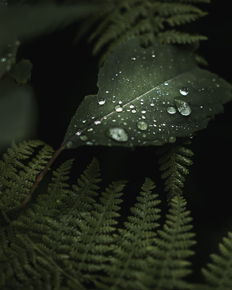 leaves, drops, macro, wet, green, plants, HD phone wallpaper