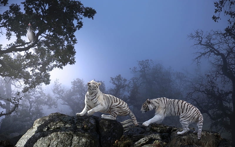white tigers, predators, wildlife, night, forest, Thailand, HD wallpaper
